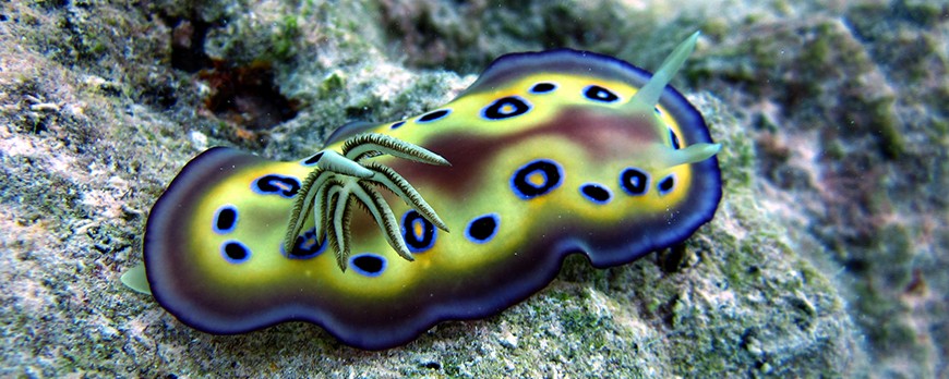 Nudibranquios: Por qué enamoran a los buceadores