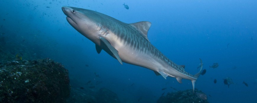 Muere una buceadora por un ataque de tiburón en la isla de Coco