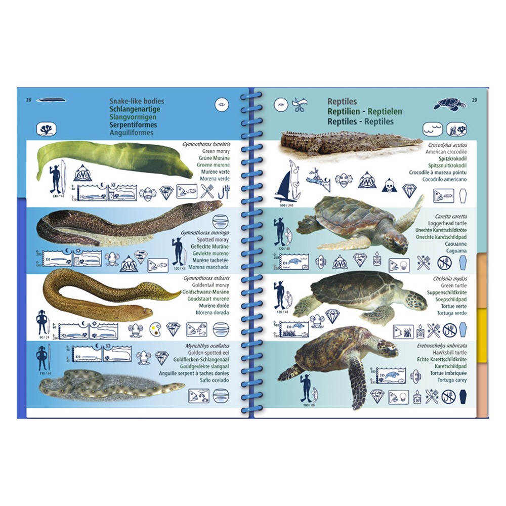 Marine PICTOLIFE Atlántico Tropical Oeste