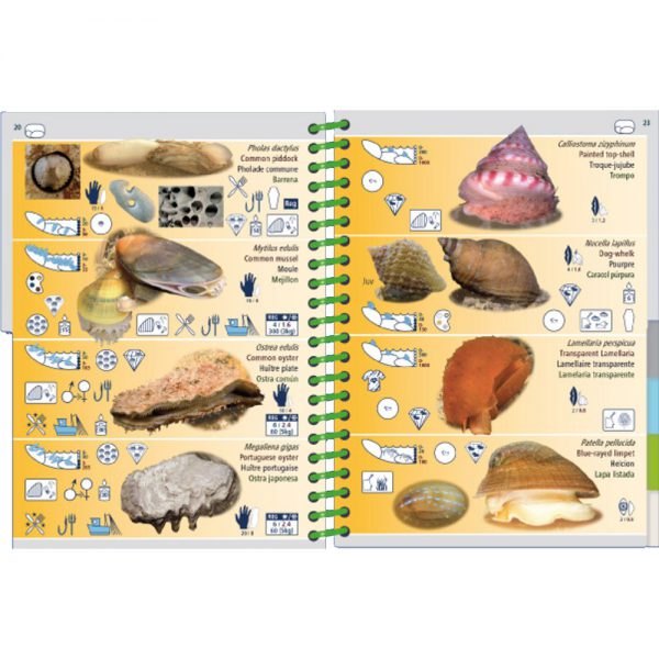 Marine PICTOLIFE Marea baja - Low Tide
