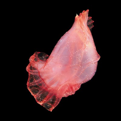Criaturas Abisales de Claire Nouvian