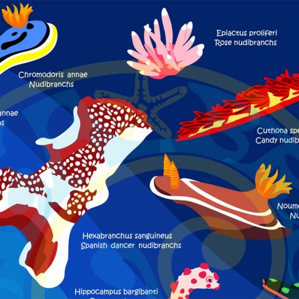 Toalla Nudibranquios azul oscuro - Grande 80x140 - ecotiendabuceo Oceanarium