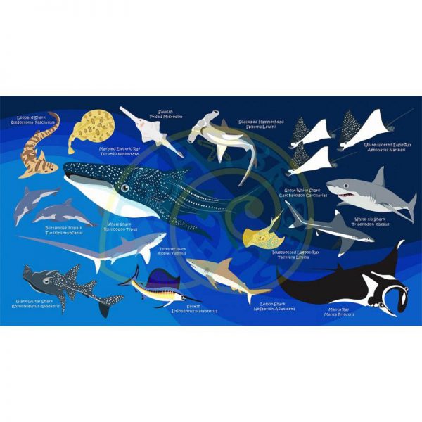Toalla Tiburones y Rayas azul oscuro - Grande 80x140 - ecotiendabuceo Oceanarium