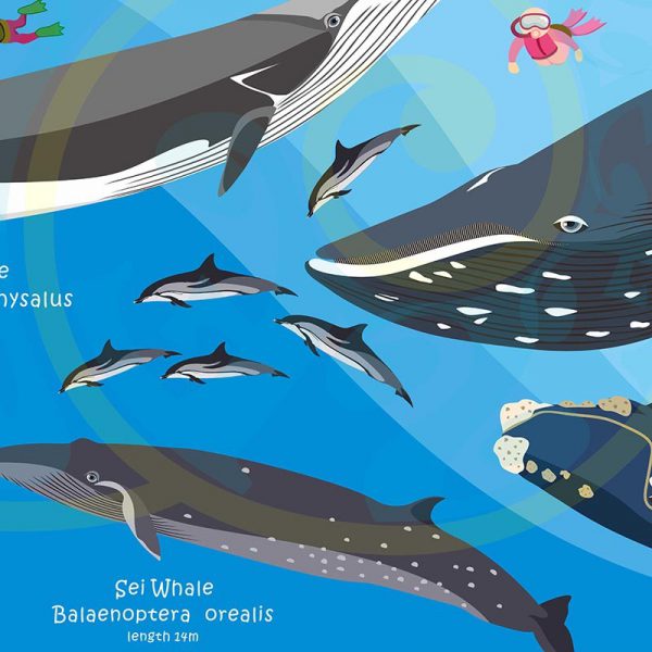 Toalla Cetáceos ballenas y delfines - Grande 80x140 - ecotiendabuceo Oceanarium