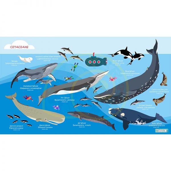 Toalla Cetáceos ballenas y delfines - Grande 80x140 - ecotiendabuceo Oceanarium