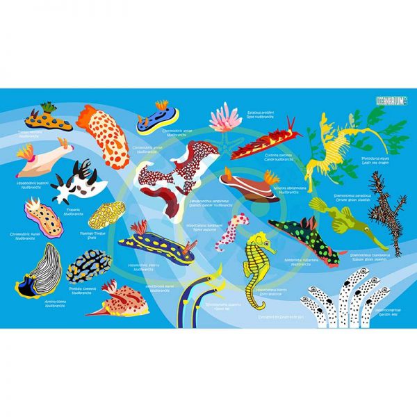 Toalla Nudibranquios azul claro - Grande 80x140 - ecotiendabuceo Oceanarium