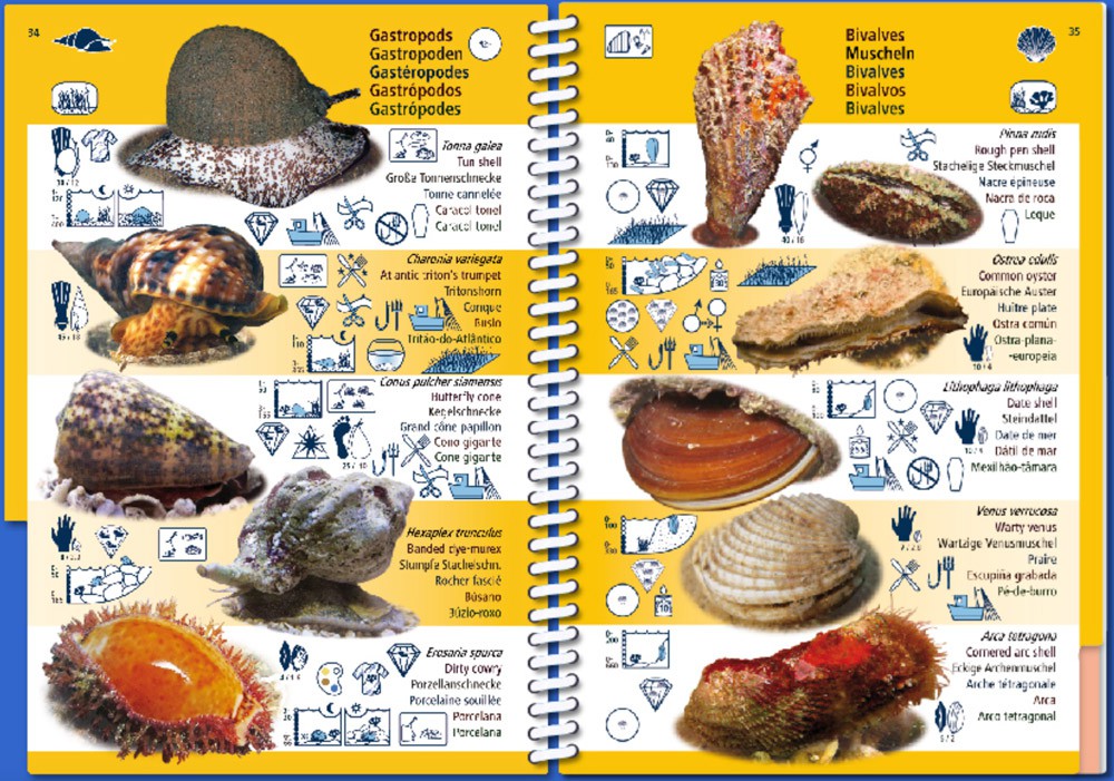 Marine Pictolife Macaronesia Islas Canarias