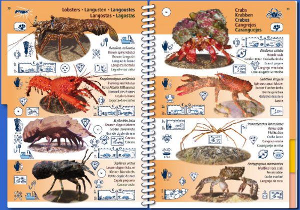 Marine Pictolife Macaronesia Islas Canarias