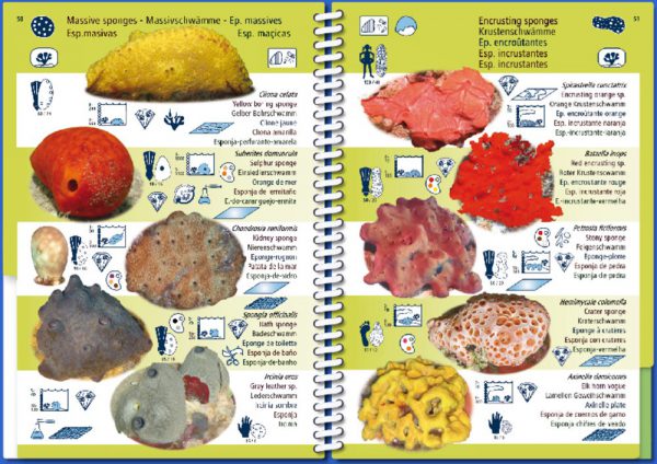 Marine Pictolife Macaronesia Islas Canarias