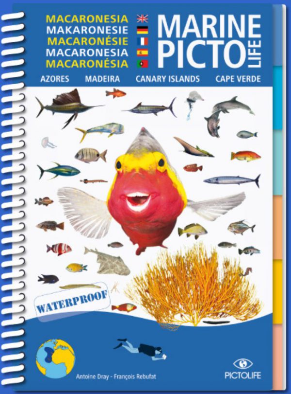 Marine Pictolife Macaronesia Islas Canarias