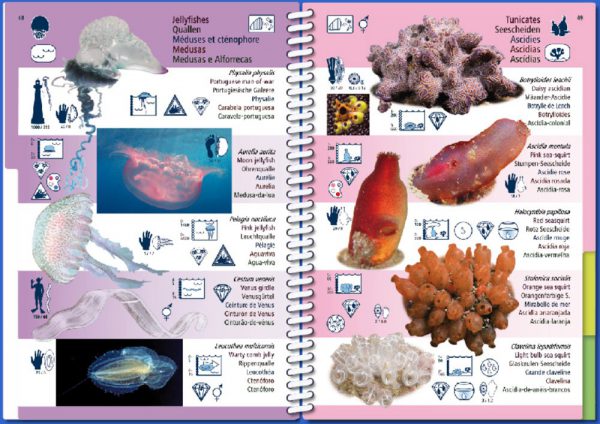 Marine Pictolife Macaronesia Islas Canarias