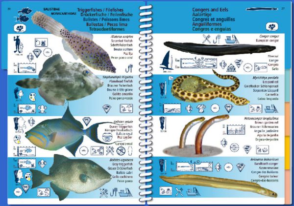 Marine Pictolife Macaronesia Islas Canarias