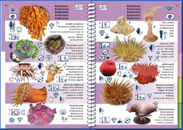 Marine Pictolife Macaronesia Islas Canarias