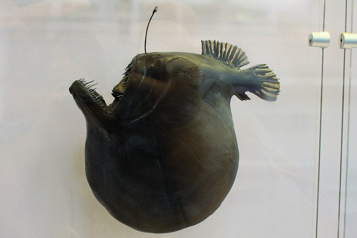 Modelo de diablo negro (Melanocetus johnsonii) con el estómago lleno, en el Museo de Historia Natural de Londres. Foto: Emőke Dénes · CC BY-SA 4.0 · Wikimedia Commons
