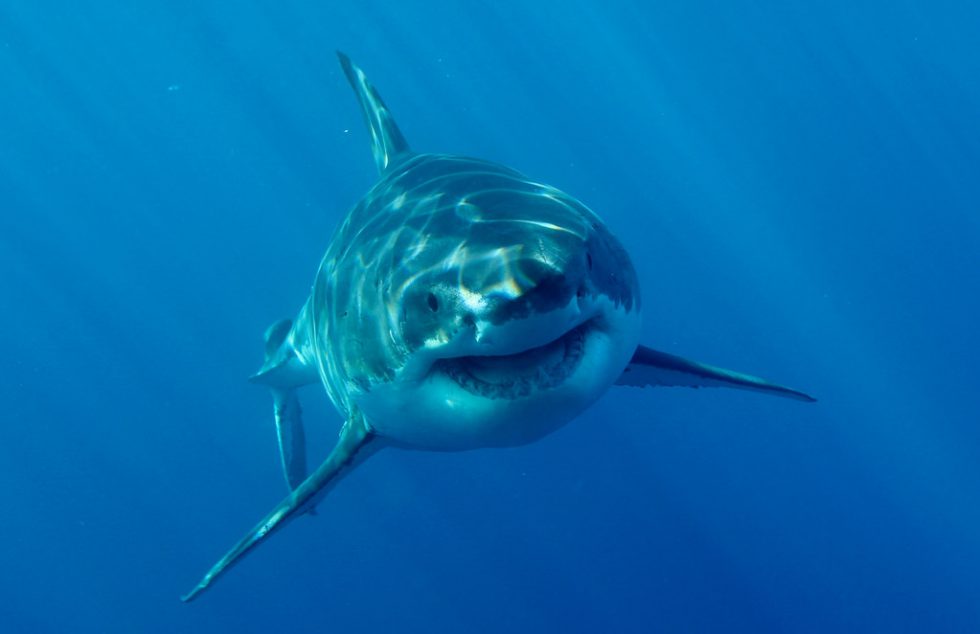 Tiburones en el Mediterraneo, especies y avistamientos - Ecotienda Buceo